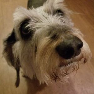 Meet your Posher, Desiree